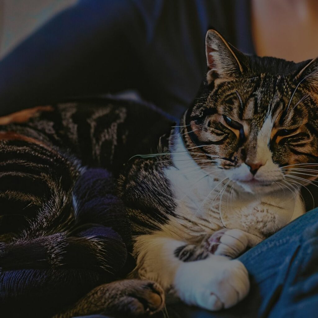 Perfect night routine: a cat relaxing